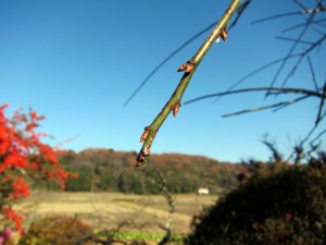 IMG_0001-1